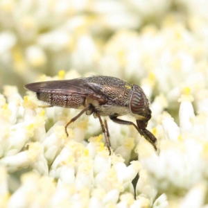 Stomorhina discolor at O'Connor, ACT - 5 Jan 2023