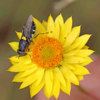 Odontomyia hunteri (Soldier fly) at Dryandra St Woodland - 5 Jan 2023 by ConBoekel