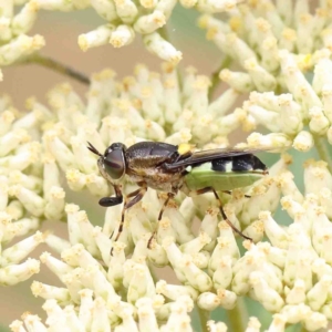 Odontomyia hunteri at O'Connor, ACT - 5 Jan 2023