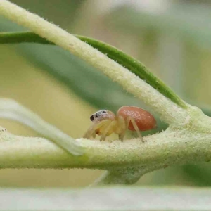 Salticidae (family) at O'Connor, ACT - 5 Jan 2023