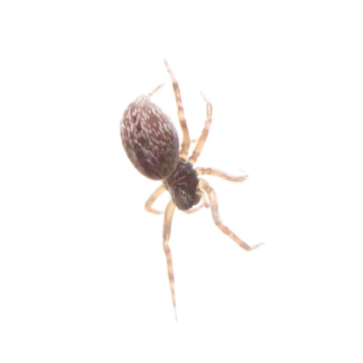 Badumna sp. (genus) (Lattice-web spider) at O'Connor, ACT - 5 Jan 2023 by ConBoekel