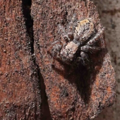 Servaea incana (Hoary Servaea) at O'Connor, ACT - 5 Jan 2023 by ConBoekel