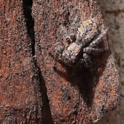 Servaea incana (Hoary Servaea) at O'Connor, ACT - 5 Jan 2023 by ConBoekel