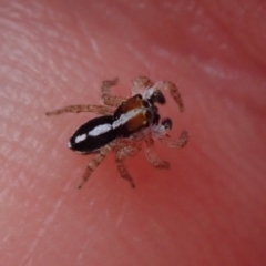 Unverified Spider by Laserchemisty