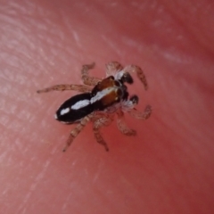 Unidentified Spider (Araneae) at Bonang, VIC - 30 Dec 2022 by Laserchemisty