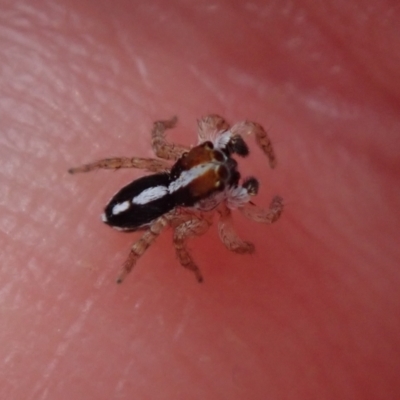 Unverified Spider by Laserchemisty