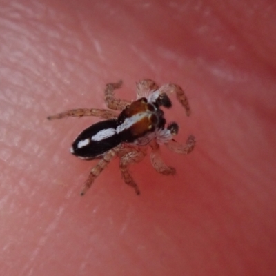 Unidentified Spider (Araneae) at Bonang, VIC - 30 Dec 2022 by Laserchemisty