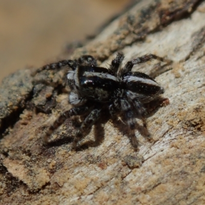 Jotus sp. (genus) at Bonang, VIC - 30 Dec 2022 by Laserchemisty