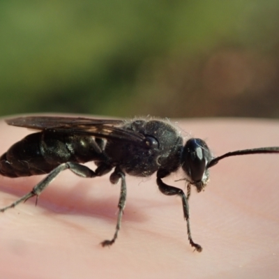 Unidentified Wasp (Hymenoptera, Apocrita) by Laserchemisty