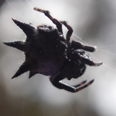 Austracantha minax at Bonang, VIC - 2 Jan 2023 by Laserchemisty