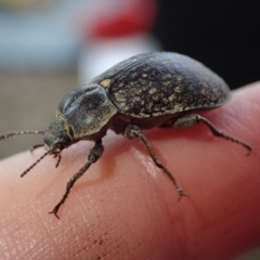 Unidentified Beetle (Coleoptera) by Laserchemisty