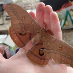 Opodiphthera helena (Helena Gum Moth) at Bonang, VIC - 2 Jan 2023 by Laserchemisty