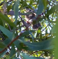 Eudynamys orientalis at Aranda, ACT - 6 Jan 2023