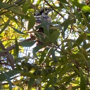 Eudynamys orientalis at Aranda, ACT - 6 Jan 2023