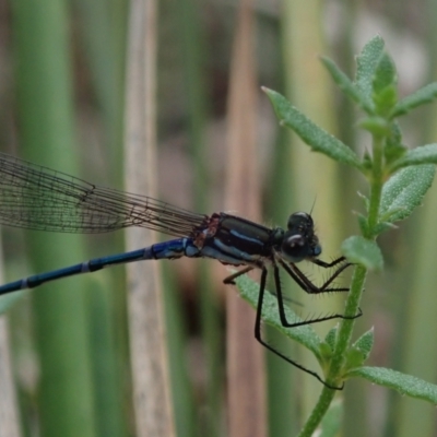 Austrolestes sp. (genus) (Ringtail damselfy) at Bonang, VIC - 29 Dec 2022 by Laserchemisty