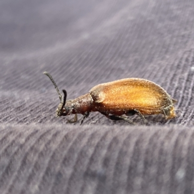 Ecnolagria grandis (Honeybrown beetle) at Aranda, ACT - 6 Jan 2023 by Jubeyjubes