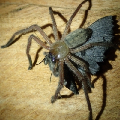 Delena cancerides (Social huntsman spider) at Bonang, VIC - 31 Dec 2022 by Laserchemisty