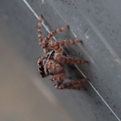 Unverified Spider by Laserchemisty