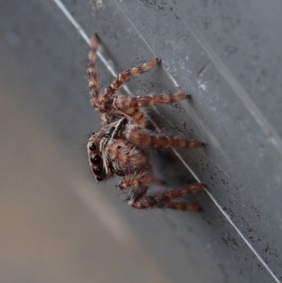 Unidentified Spider (Araneae) at Bonang, VIC - 28 Dec 2022 by Laserchemisty