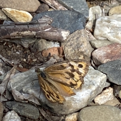 Heteronympha merope (Common Brown Butterfly) at Aranda, ACT - 6 Jan 2023 by Jubeyjubes