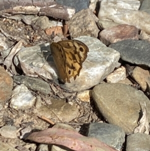 Heteronympha merope at Aranda, ACT - 6 Jan 2023