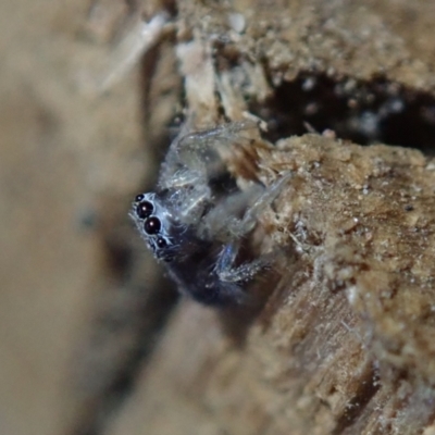 Unidentified Spider (Araneae) at Bonang, VIC - 2 Jan 2023 by Laserchemisty
