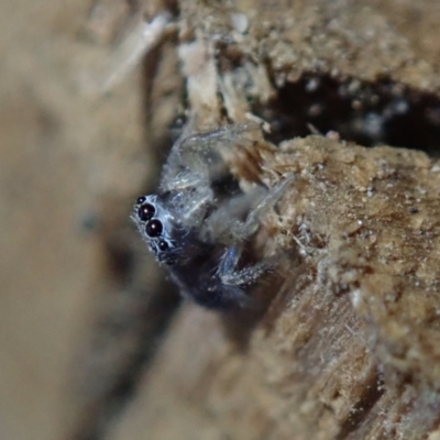 Unverified Spider by Laserchemisty