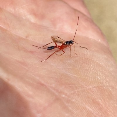 Gotra sp. (genus) (Unidentified Gotra ichneumon wasp) at Aranda, ACT - 7 Jan 2023 by Jubeyjubes