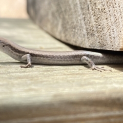 Lampropholis guichenoti at Aranda, ACT - 7 Jan 2023