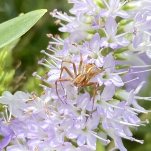 Oxyopes sp. (genus) at Aranda, ACT - 7 Jan 2023