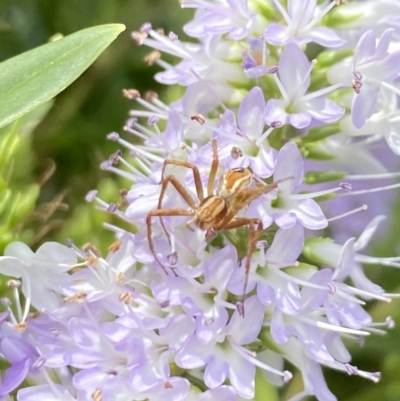 Oxyopes (genus) (Lynx spider) at Aranda, ACT - 7 Jan 2023 by Jubeyjubes