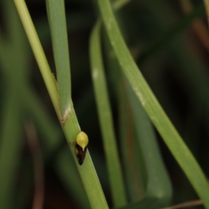 Chaetophyes compacta at Murrumbateman, NSW - 7 Jan 2023