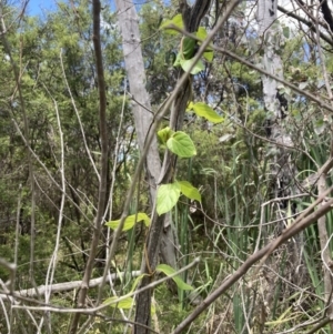 Lonicera japonica at Bruce, ACT - 7 Jan 2023 12:54 PM