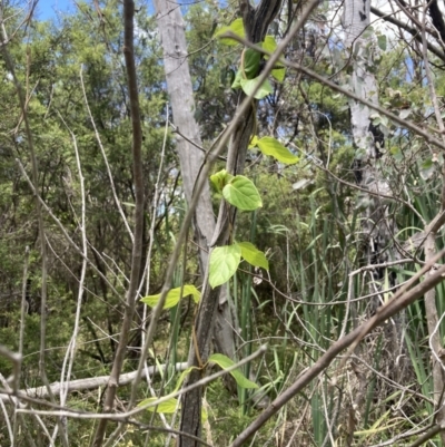 Lonicera japonica (Japanese Honeysuckle) at Bruce, ACT - 7 Jan 2023 by MattM