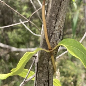 Lonicera japonica at Bruce, ACT - 7 Jan 2023