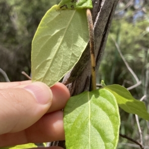 Lonicera japonica at Bruce, ACT - 7 Jan 2023