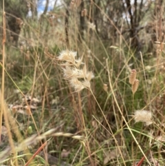 Rytidosperma sp. (Wallaby Grass) at Bruce, ACT - 7 Jan 2023 by MattM