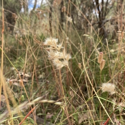Rytidosperma sp. (Wallaby Grass) at Flea Bog Flat, Bruce - 7 Jan 2023 by MattM