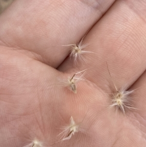 Rytidosperma sp. at Bruce, ACT - 7 Jan 2023