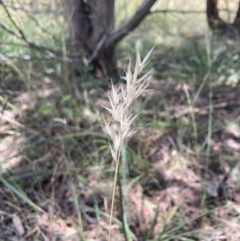 Rytidosperma sp. (Wallaby Grass) at Bruce, ACT - 7 Jan 2023 by MattM