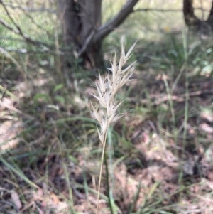 Rytidosperma caespitosum at Bruce Ridge to Gossan Hill - 7 Jan 2023