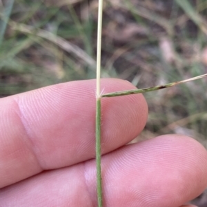 Rytidosperma caespitosum at Bruce Ridge to Gossan Hill - 7 Jan 2023