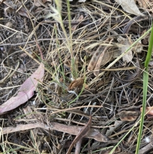 Rytidosperma caespitosum at Bruce Ridge to Gossan Hill - 7 Jan 2023