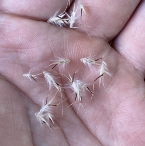 Rytidosperma caespitosum at Bruce Ridge to Gossan Hill - 7 Jan 2023