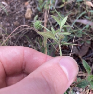 Opercularia hispida at Bruce, ACT - 7 Jan 2023