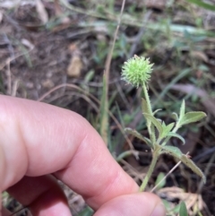 Opercularia hispida at Bruce, ACT - 7 Jan 2023 01:17 PM