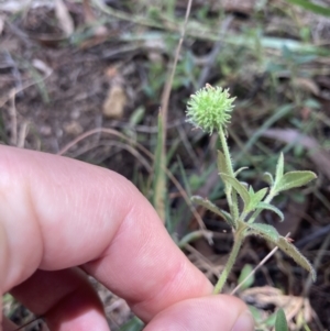 Opercularia hispida at Bruce, ACT - 7 Jan 2023