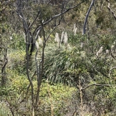 Cortaderia selloana at Bruce, ACT - 7 Jan 2023