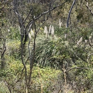 Cortaderia selloana at Bruce, ACT - 7 Jan 2023