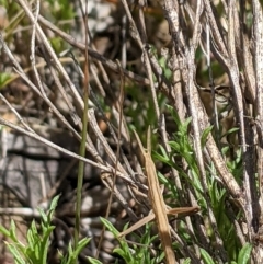 Acrida conica (Giant green slantface) at Flea Bog Flat, Bruce - 7 Jan 2023 by MattM